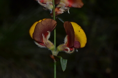 Bossiaea ornata