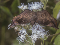 Eantis papinianus