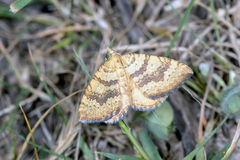 Chrysolarentia correlata