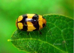 Cryptocephalus taiwanus