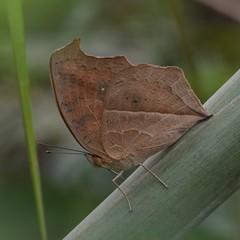 Junonia almana