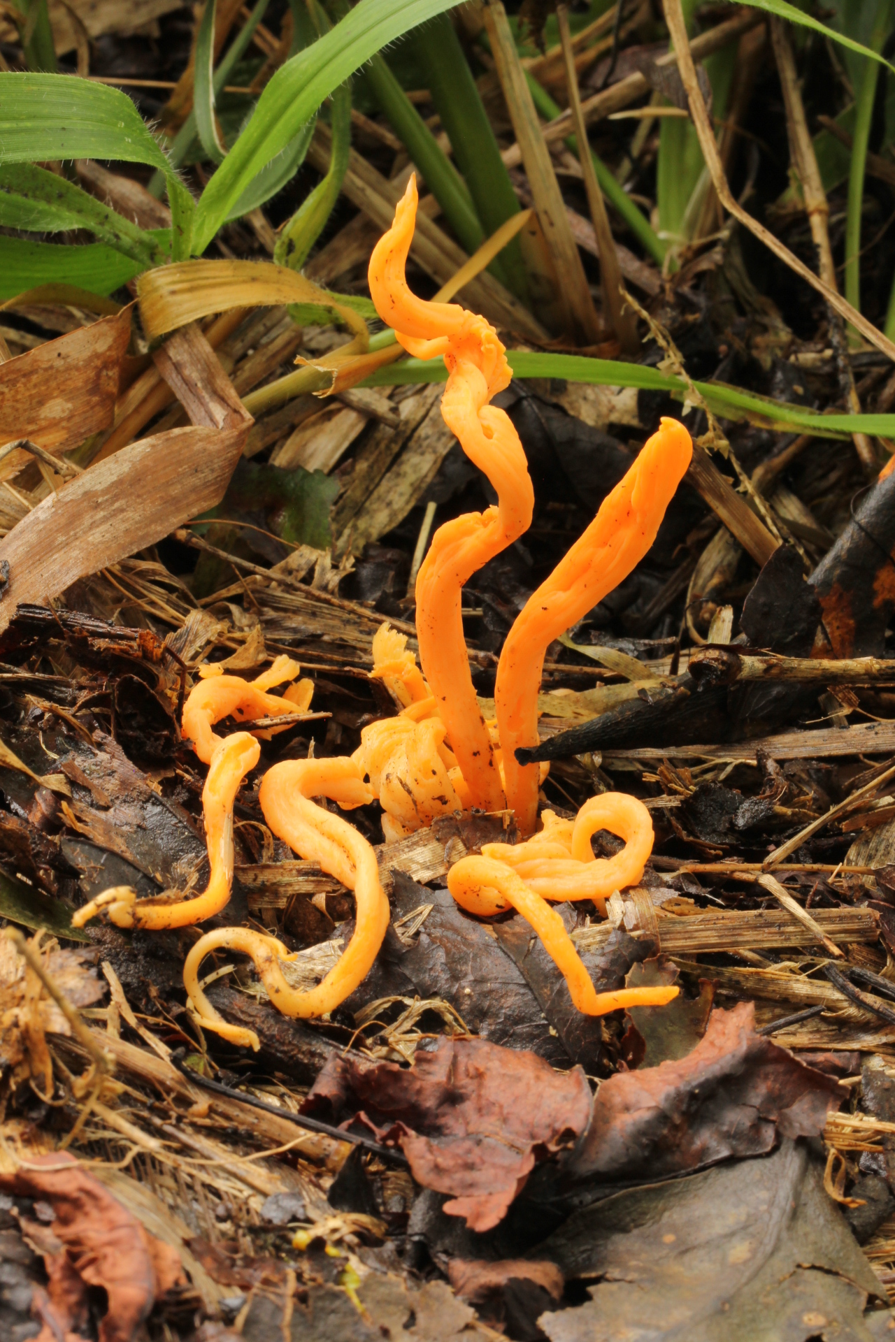Clavulinopsis aurantiocinnabarina image