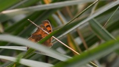 Junonia almana