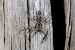 Adoxotoma nodosa