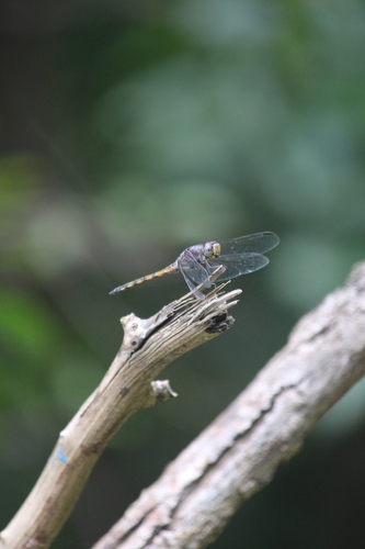 Swampwatcher