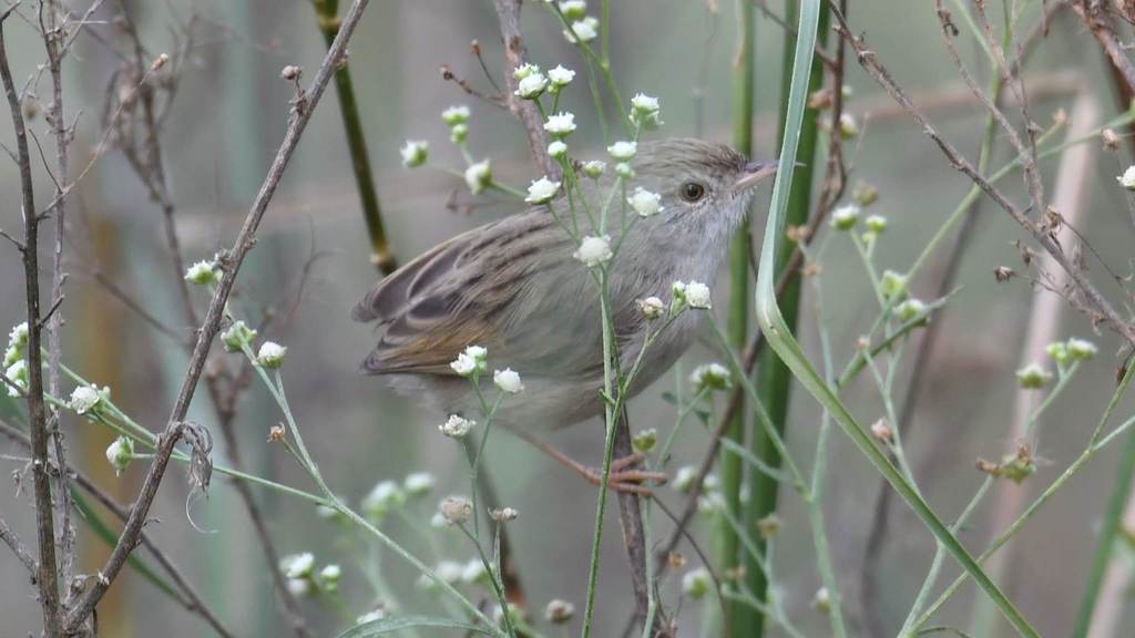 Delicate Prinia