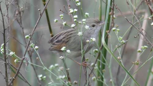 Delicate Prinia (Prinia lepida), photo 2