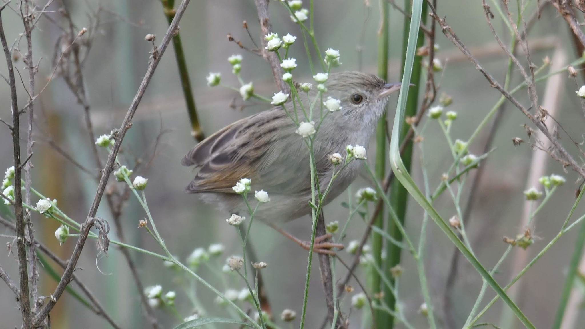 Delicate Prinia (Prinia lepida)
