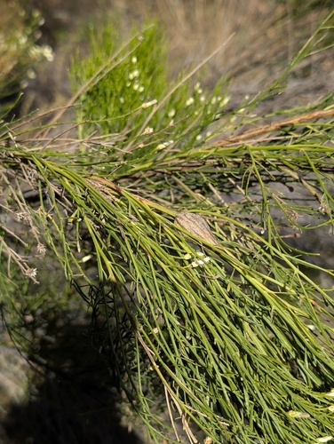 Desert Broom Gallfly photo 5
