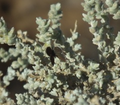 Brephidium metophis