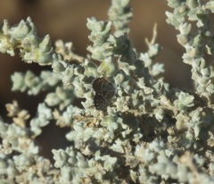 Brephidium metophis