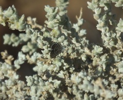 Brephidium metophis