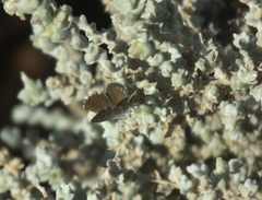 Brephidium metophis