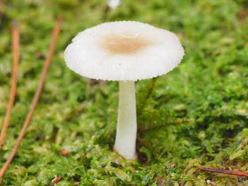 Amanita melleiceps