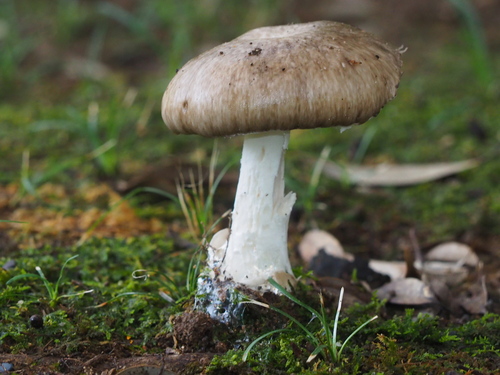Amanita pseudoporphyria