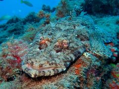 Papilloculiceps longiceps