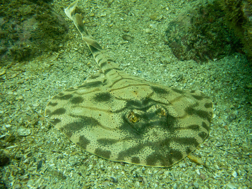 Striped panray (Zanobatus schoenleinii) — Rhinobatidae