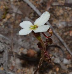 Stylidium hispidum