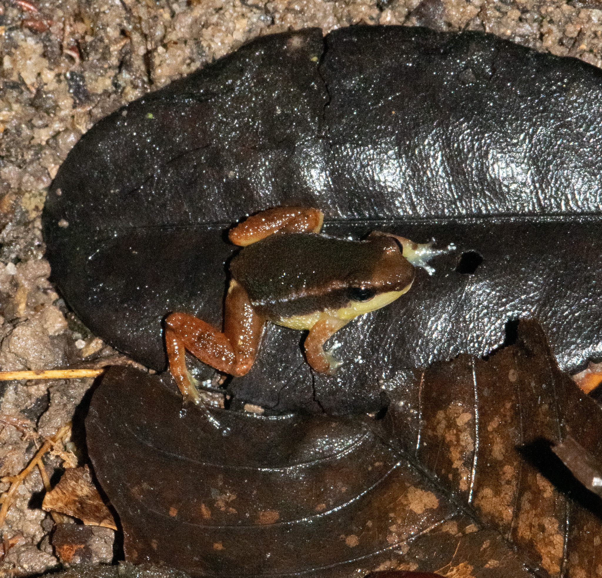Anomaloglossus baeobatrachus (Boistel & Massary, 1999)