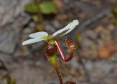 Stylidium hispidum