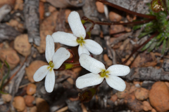 Stylidium hispidum