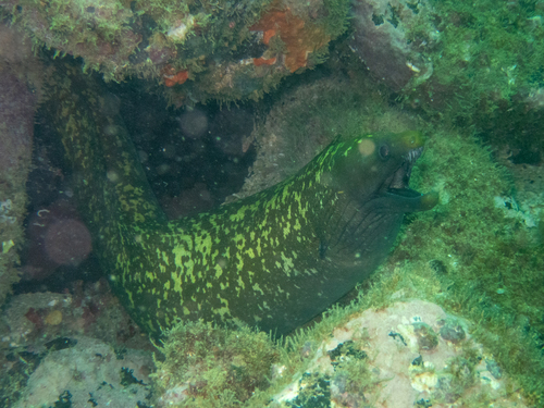 Dark moray (Gymnothorax afer) — Muraenidae — 2