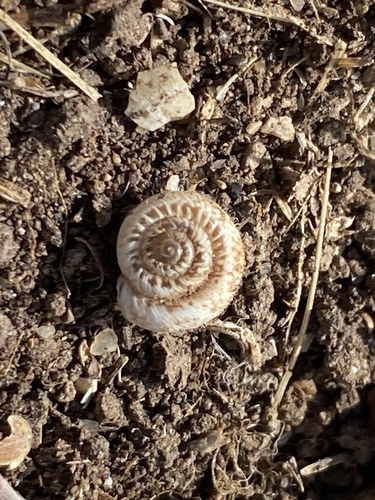 Behaarde grasslak, Côte de Montplaisir, Caunes-Minervois, Occitanie, FR, photo 10 of 10