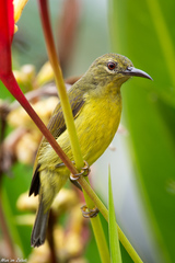 Anthreptes malacensis