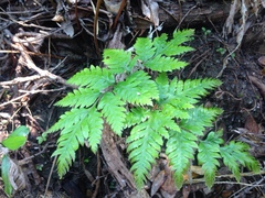 Pteris carsei