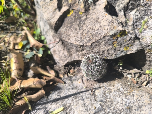 Echinocereus palmeri