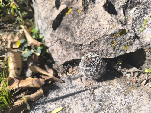 Echinocereus palmeri