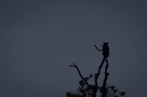 View observation of {o.common_name} on iNaturalist