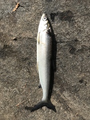 Coregonus artedi