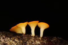 Dicephalospora rufocornea