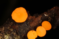 Dicephalospora rufocornea