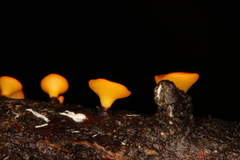 Dicephalospora rufocornea