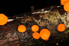 Dicephalospora rufocornea