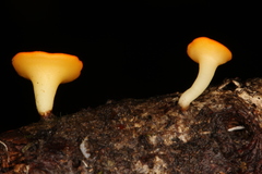 Dicephalospora rufocornea