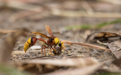 Delta pyriforme pyriforme