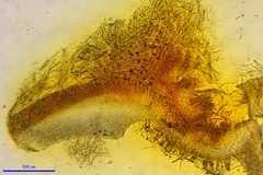 Dicephalospora rufocornea