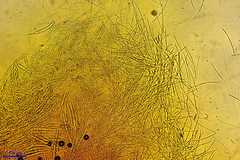 Dicephalospora rufocornea