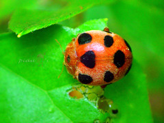 Diekeana admirabilis