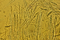 Dicephalospora rufocornea