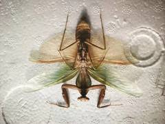 Rhombodera stalii