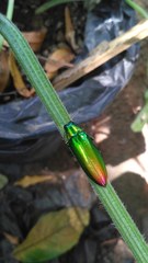 Chrysochroa