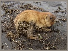 Marmota kastschenkoi
