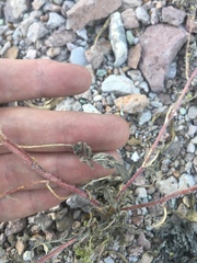 Hedosyne ambrosiifolia