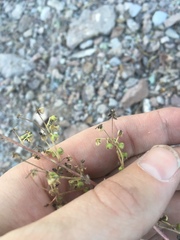 Hedosyne ambrosiifolia