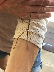 Anophelepis telesphorus