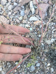 Hedosyne ambrosiifolia